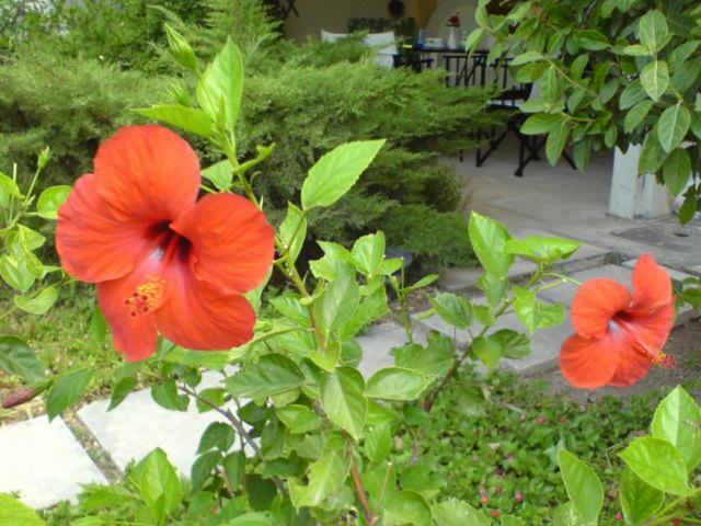Comfortable garden Apt near Vouliagmeni beach Athen Eksteriør bilde
